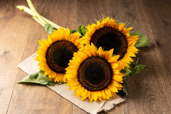 Sonnenblumen 3 Stück