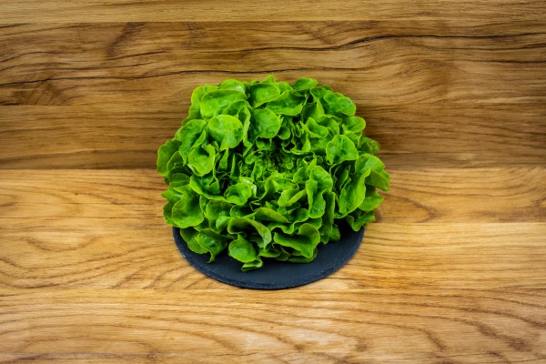 Bio Eichblattsalat grün