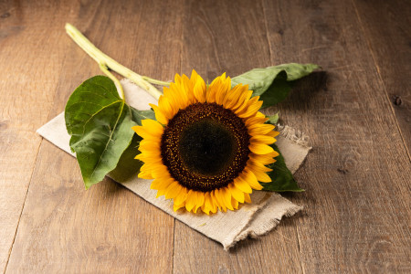 Sonnenblume 1 Stück