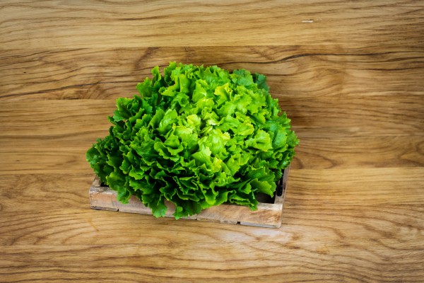 Endivien Salat