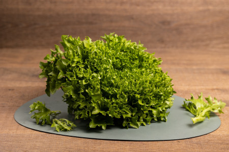 Frisee grün